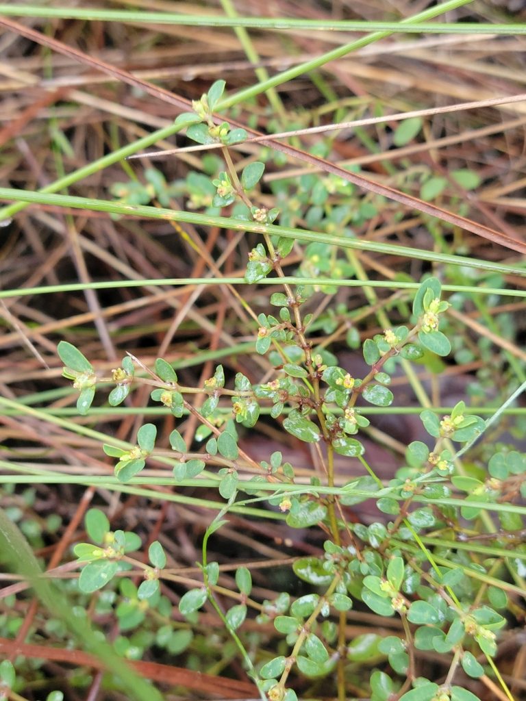 Euphorbia porteriana, photographed by Jay Horn