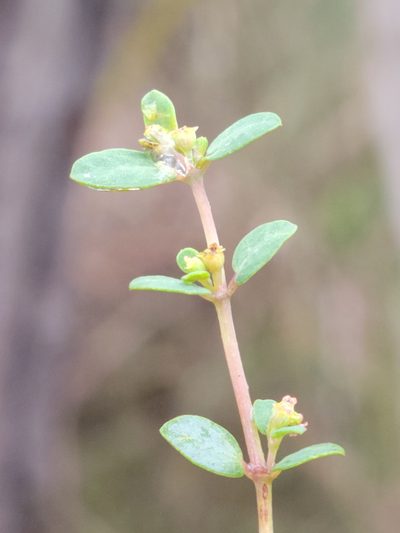Euphorbia porteriana, photographed by Jay Horn