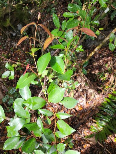Syzygium nervosum, photographed by Jay Horn