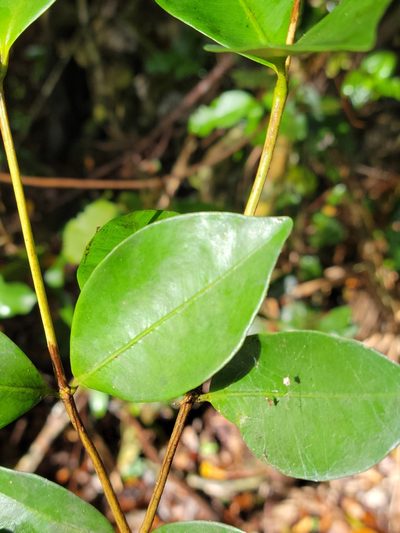 Syzygium nervosum, photographed by Jay Horn