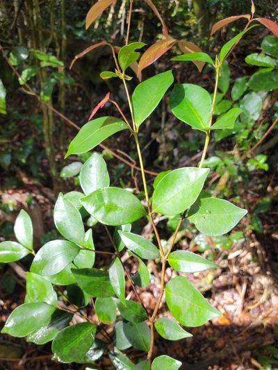 Syzygium nervosum, photographed by Jay Horn