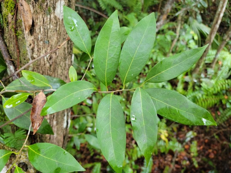 Damburneya coriacea, photographed by Jay Horn