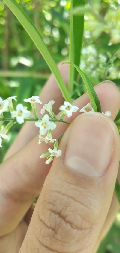 Aloysia citrodora, photographed by Fede y Vani