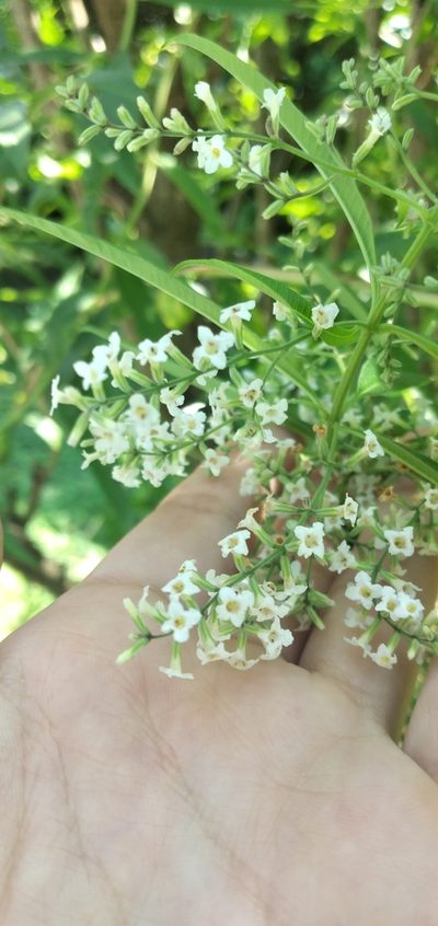 Aloysia citrodora, photographed by Fede y Vani