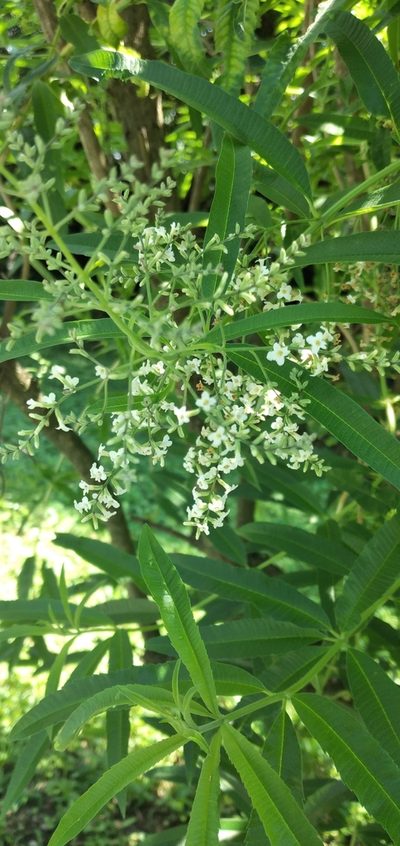 Aloysia citrodora, photographed by Fede y Vani