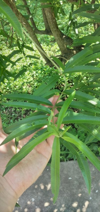 Aloysia citrodora, photographed by Fede y Vani