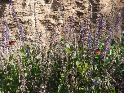 Salvia farinacea, photographed by GayleIsTired