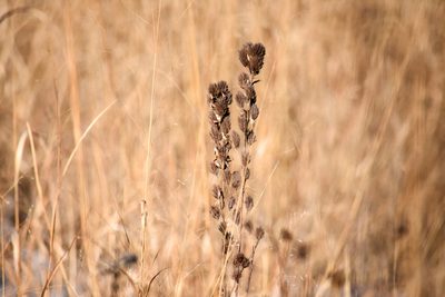 Lespedeza capitata, photographed by Becca