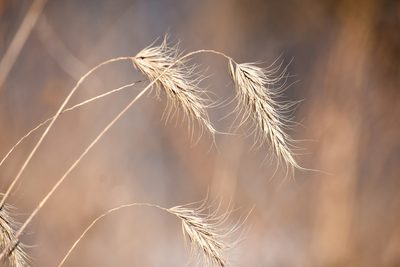 Elymus canadensis, photographed by Becca