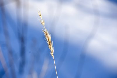Elymus virginicus, photographed by Becca