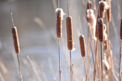 Typha angustifolia, photographed by Becca