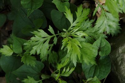 Artemisia princeps, photographed by Eric Knight