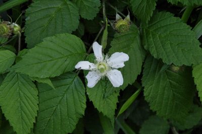 Rubus hirsutus, photographed by Eric Knight