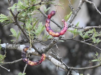 Neltuma affinis, photographed by K. Musálem