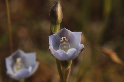 Thelymitra pulchella, photographed by Kathy Warburton