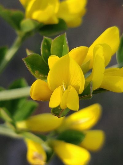 Genista maderensis, photographed by Vítor Jorge