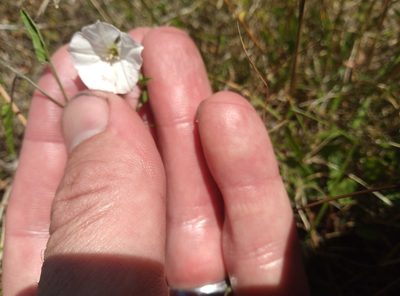 Convolvulus waitaha, photographed by Joe Potter Butler