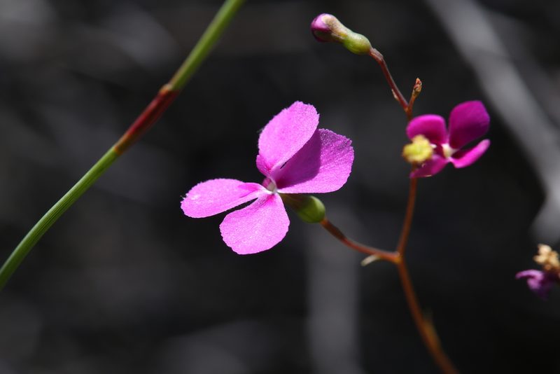 Stylidium scandens, photographed by Hugo Innes
