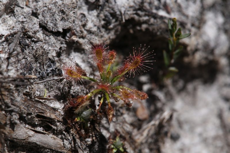 Drosera verrucata, photographed by Hugo Innes