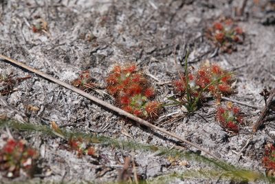 Drosera pulchella, photographed by Hugo Innes