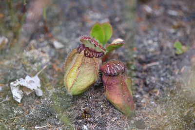 Cephalotus follicularis, photographed by Hugo Innes