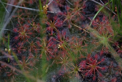 Drosera paleacea, photographed by Hugo Innes