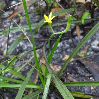 Hypoxis curtissii, photographed by Stan Shebs
