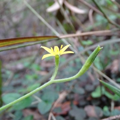Hypoxis curtissii, photographed by Stan Shebs