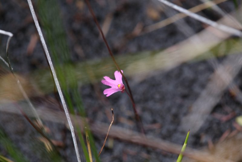 Utricularia multifida, photographed by Hugo Innes