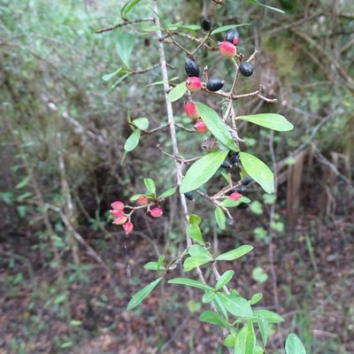 Viburnum obovatum, photographed by Stan Shebs