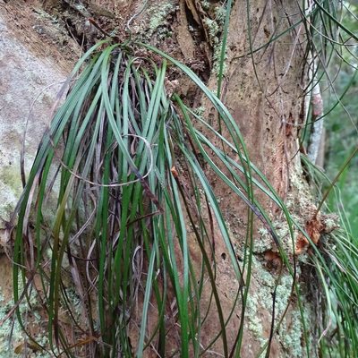 Vittaria lineata, photographed by Stan Shebs