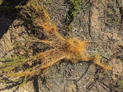 Cuscuta californica, photographed by Tom and T Herman