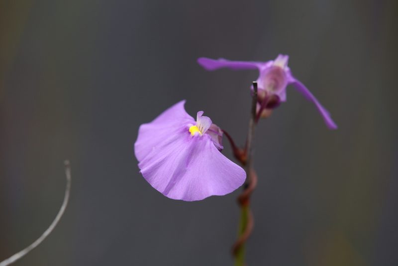 Utricularia volubilis, photographed by Hugo Innes