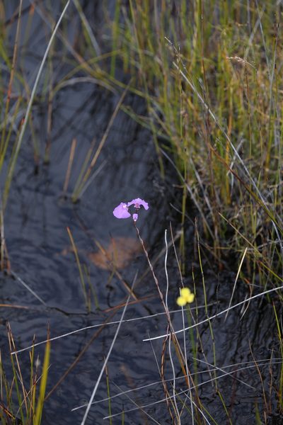 Utricularia volubilis, photographed by Hugo Innes