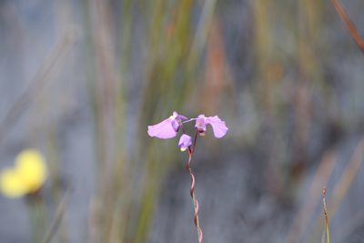Utricularia volubilis, photographed by Hugo Innes