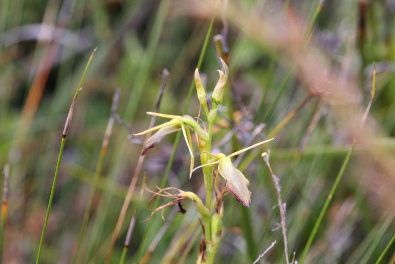 Cryptostylis ovata, photographed by Hugo Innes