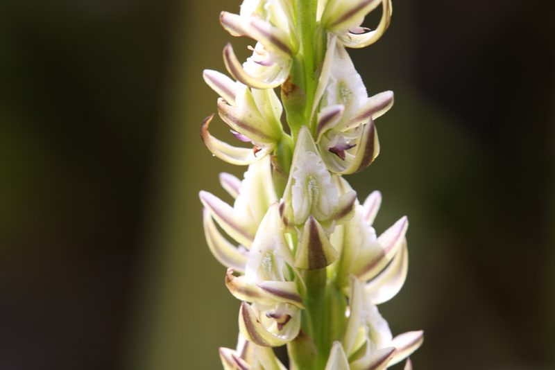 Prasophyllum brownii, photographed by Hugo Innes