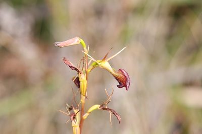 Cryptostylis ovata, photographed by Hugo Innes