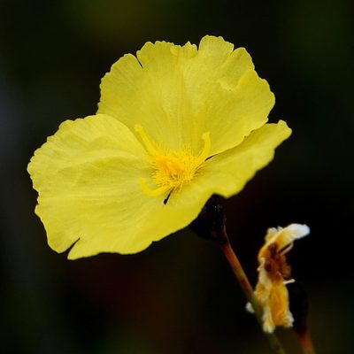 Xyris gracilis, photographed by Max Campbell
