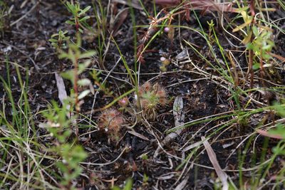 Drosera pulchella, photographed by Hugo Innes