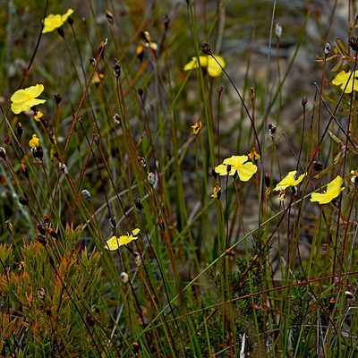 Xyris gracilis, photographed by Max Campbell