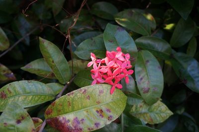 Ixora coccinea, photographed by Henggang Cui