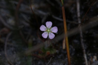 Drosera pulchella, photographed by Hugo Innes