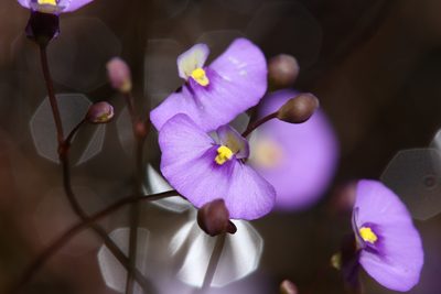 Utricularia paulineae, photographed by Hugo Innes
