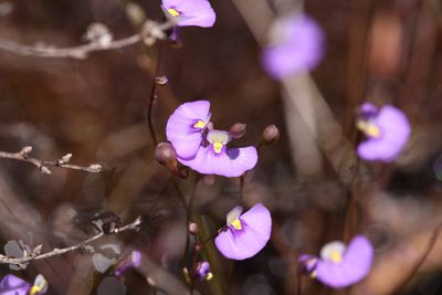 Utricularia paulineae, photographed by Hugo Innes