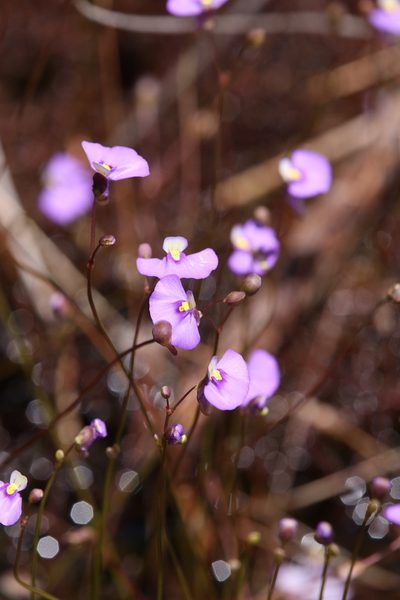 Utricularia paulineae, photographed by Hugo Innes