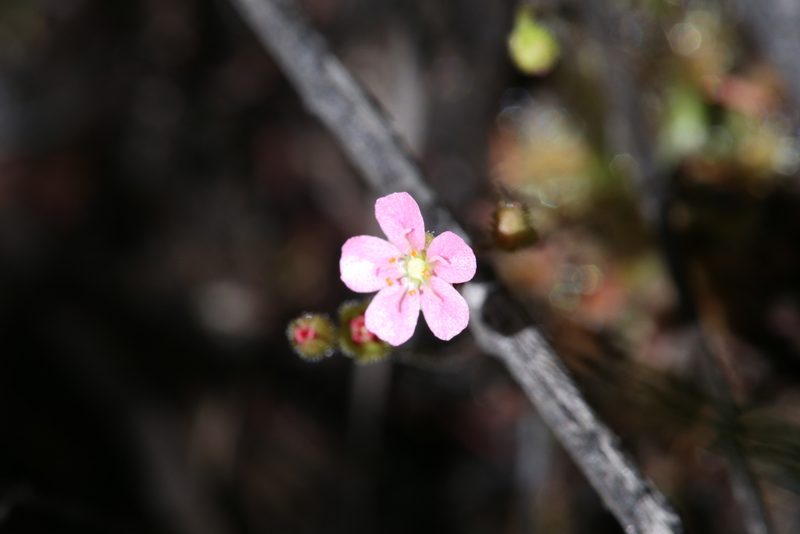 Drosera pulchella, photographed by Hugo Innes