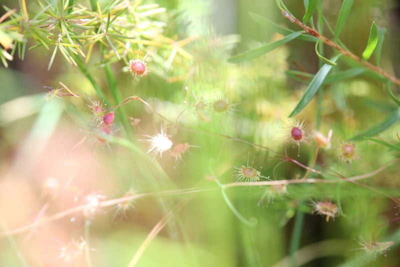 Drosera barbigera, photographed by Hugo Innes