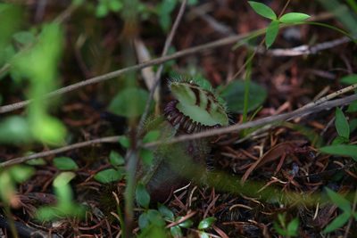 Cephalotus follicularis, photographed by Hugo Innes