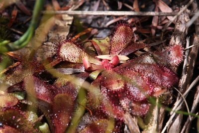 Drosera hamiltonii, photographed by Hugo Innes